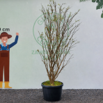 Bršlen krídlatý (Euonymus Alatus) - výška 230-250 cm, kont. C70L - VIACKMENNÝ